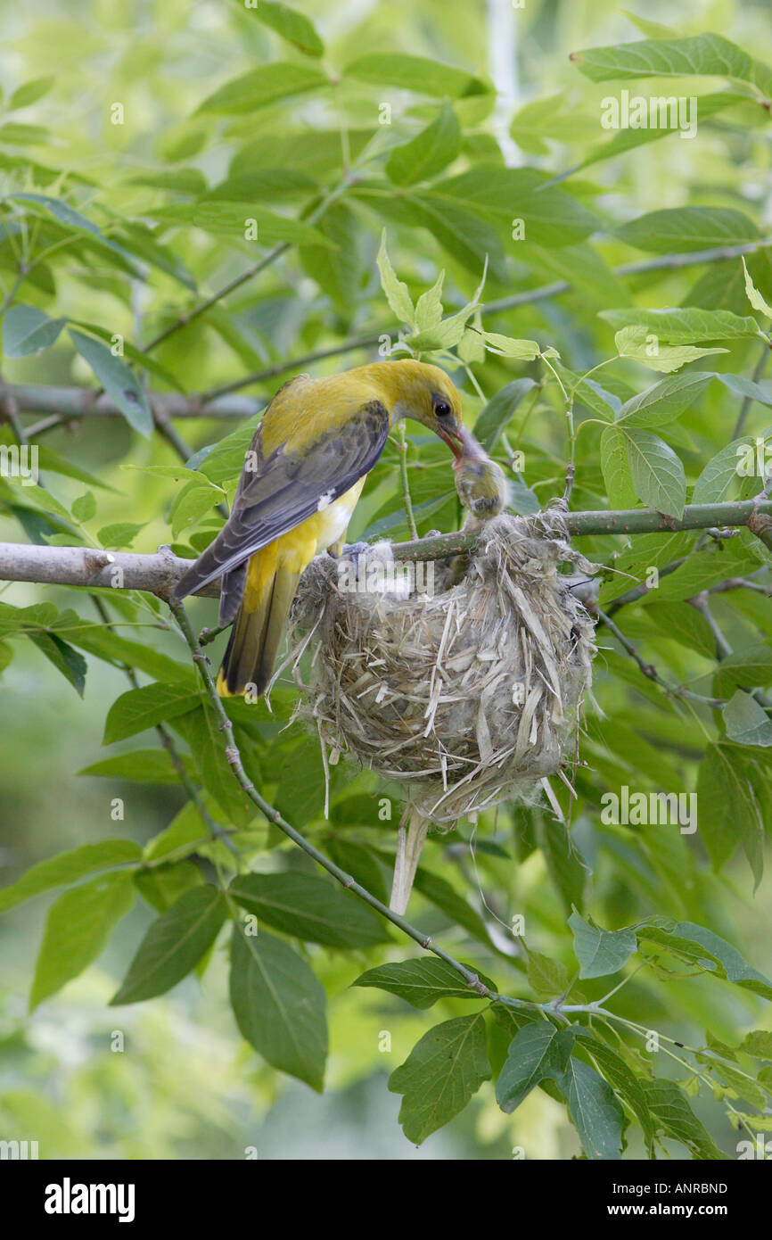 Female Golden Oriole feeding young at the nest in Bulgaria 2 Stock