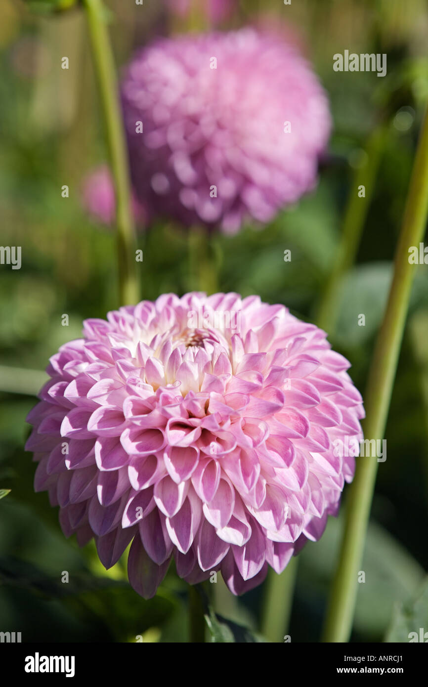 Dahlia blooms hi-res stock photography and images - Alamy