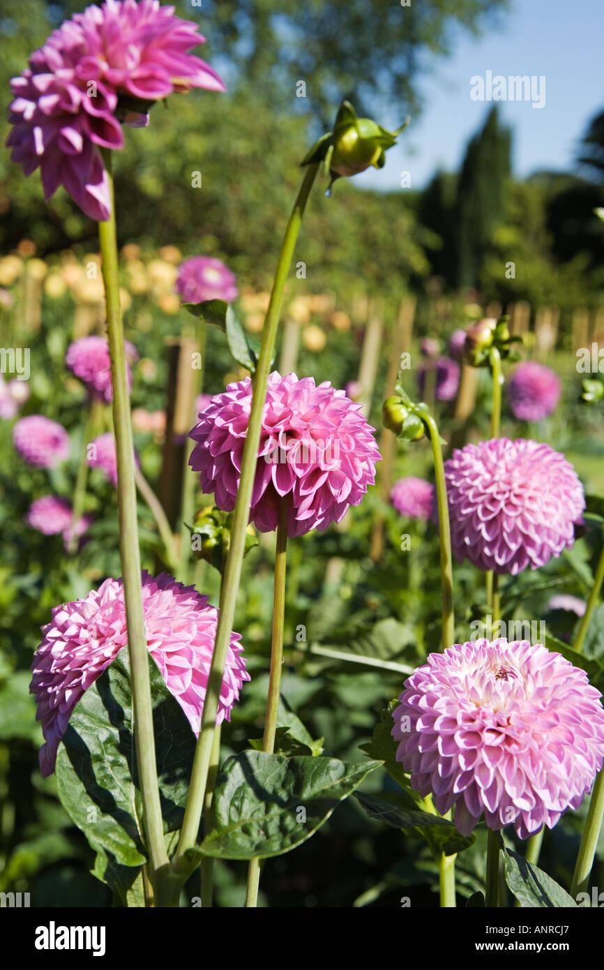 Dahlia blooms hi-res stock photography and images - Alamy