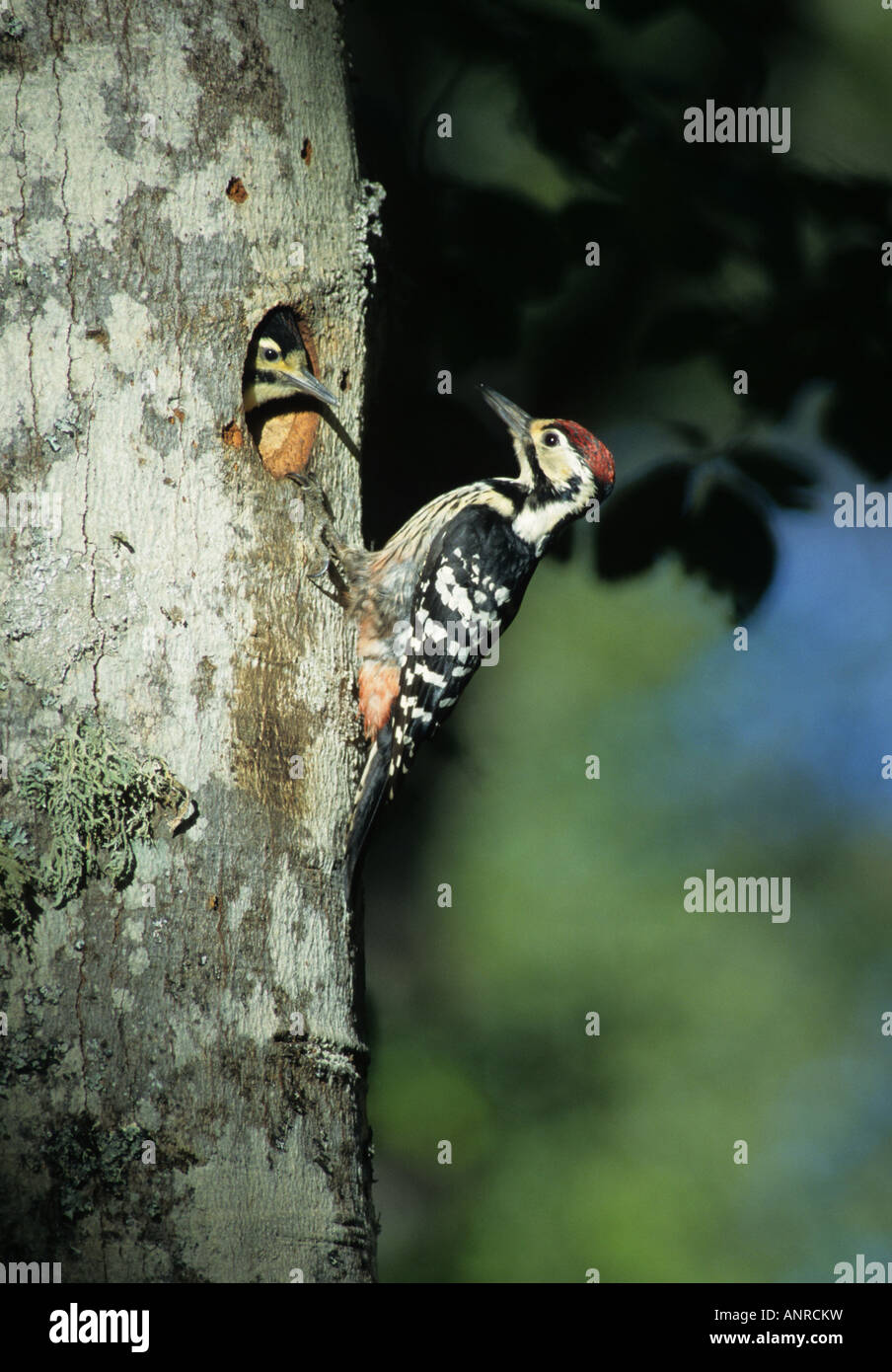 Male White-backed Woodpecker (Picoides leucotos lilfordi) at nest-hole