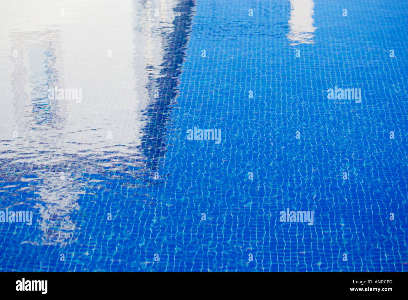 COMMON NAME Water reflections LATIN NAME Stock Photo Alamy