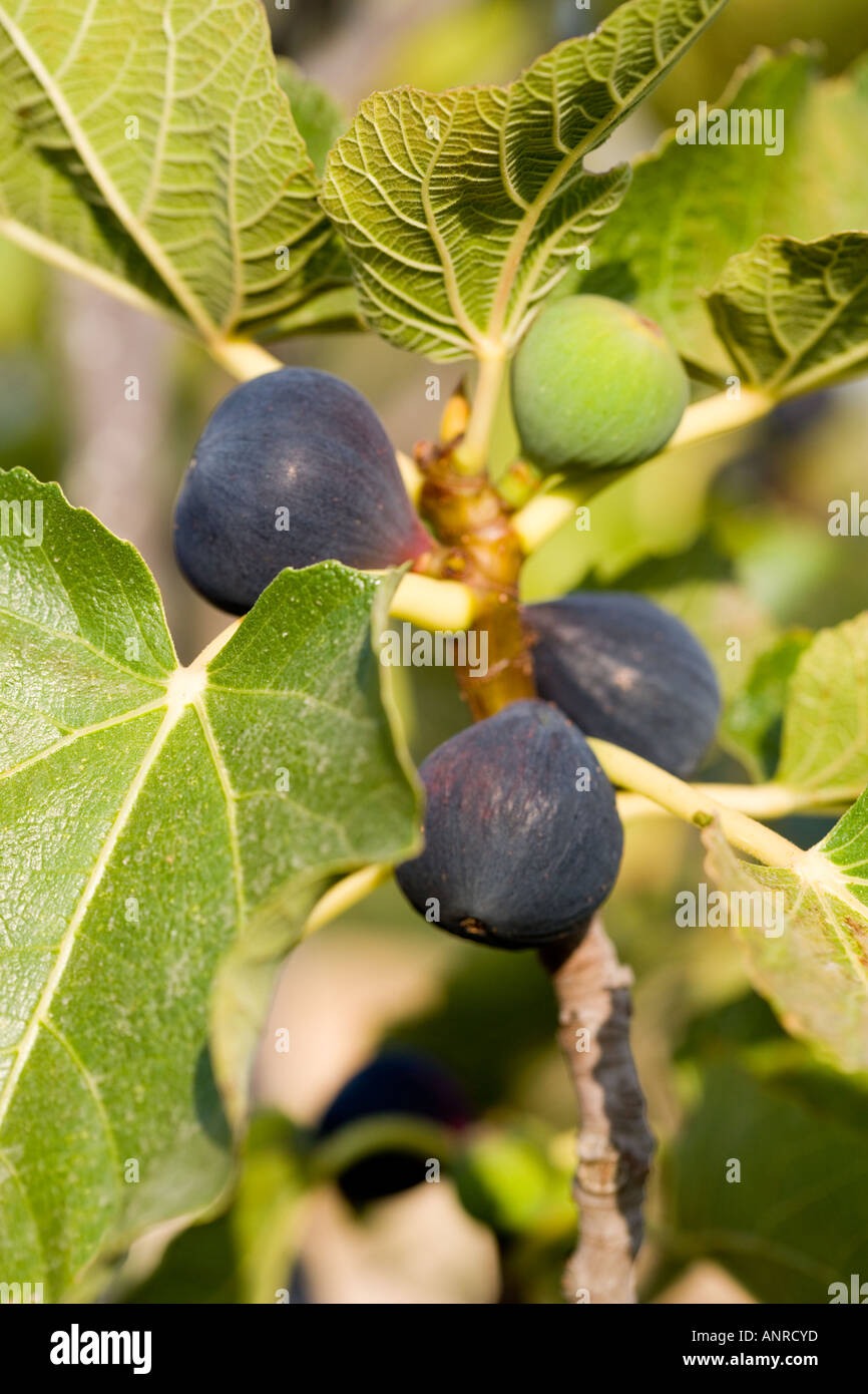 Figs ripening in the sun in Portugal. COMMON NAME: Figs LATIN NAME: Ficus carica Stock Photo