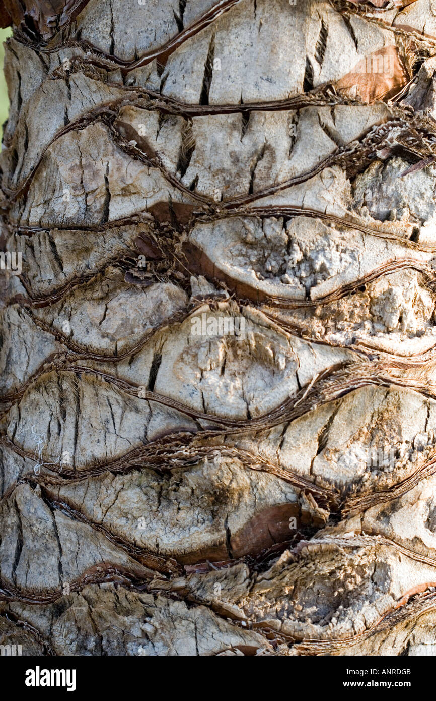 Common name: Palm tree bark Stock Photo