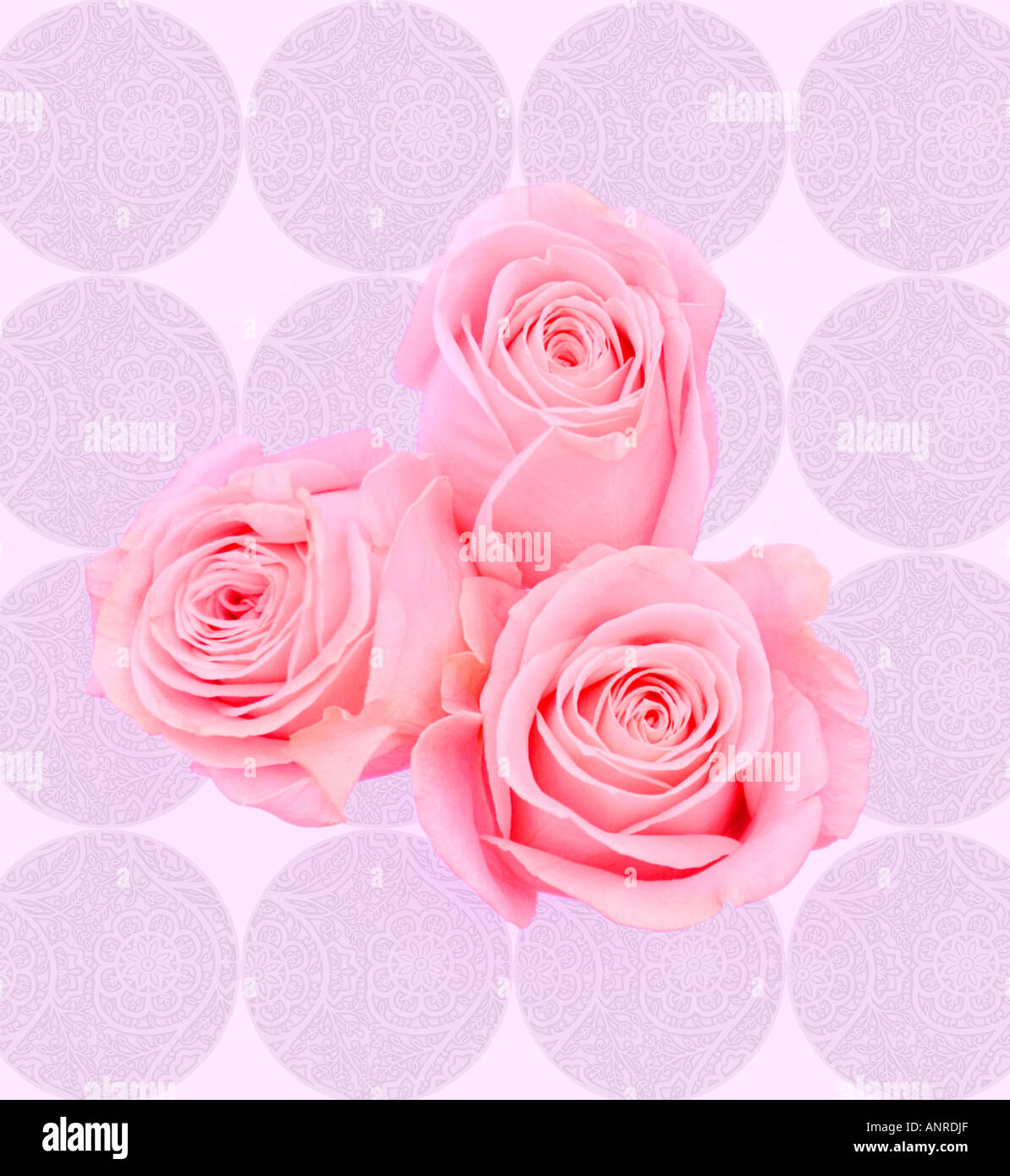 Three pink rose buds overlayed onto an illustrative background Stock Photo