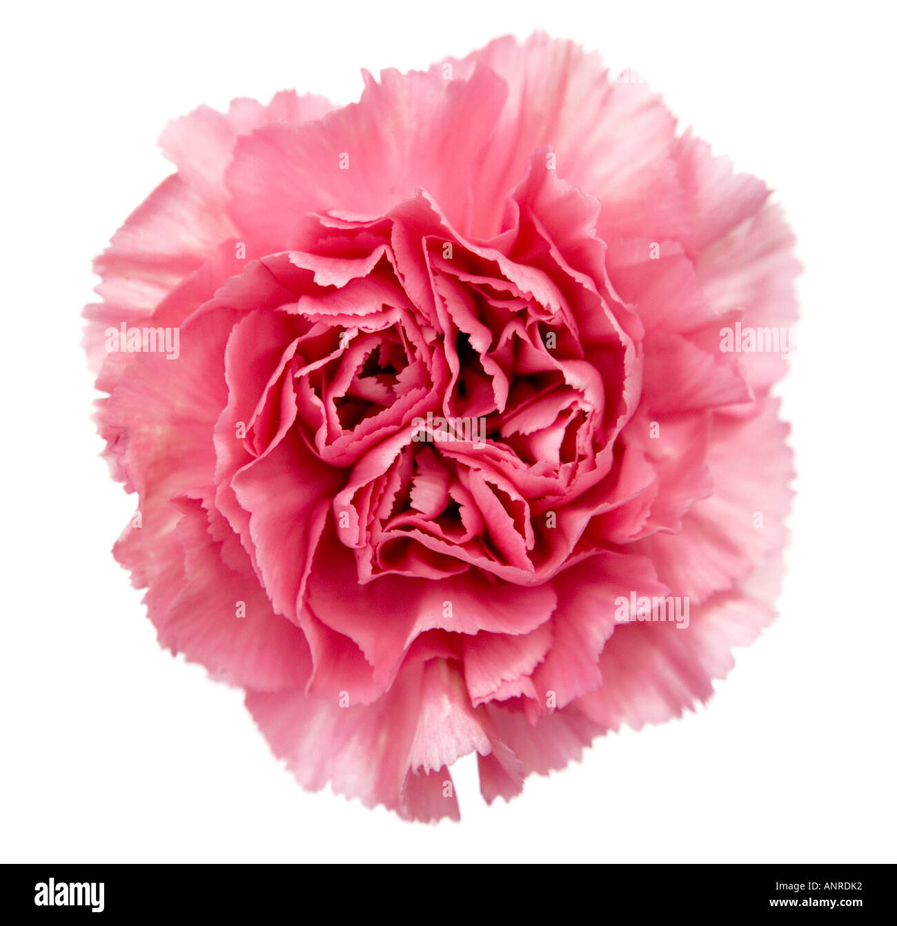 COMMON NAMEL Carnations LATIN NAME Dianthus Stock Photo Alamy
