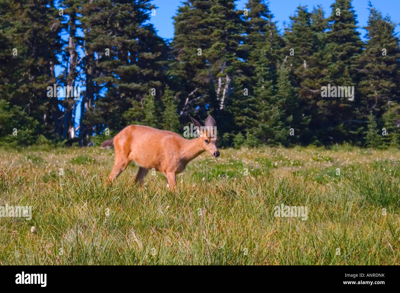 Deer ridge hi-res stock photography and images - Alamy