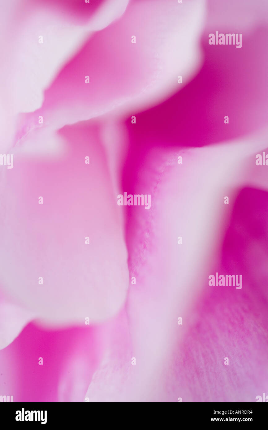 Rose petals latin name hires stock photography and images Alamy