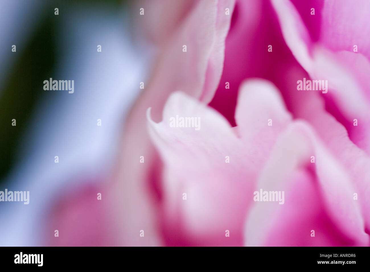 Rose petals latin name hires stock photography and images Alamy