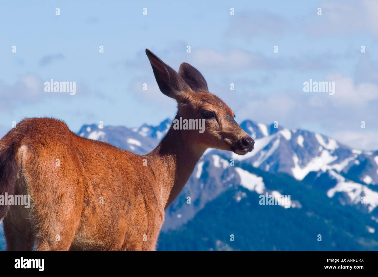 Hurricane Ridge Deer Stock Photo - Alamy