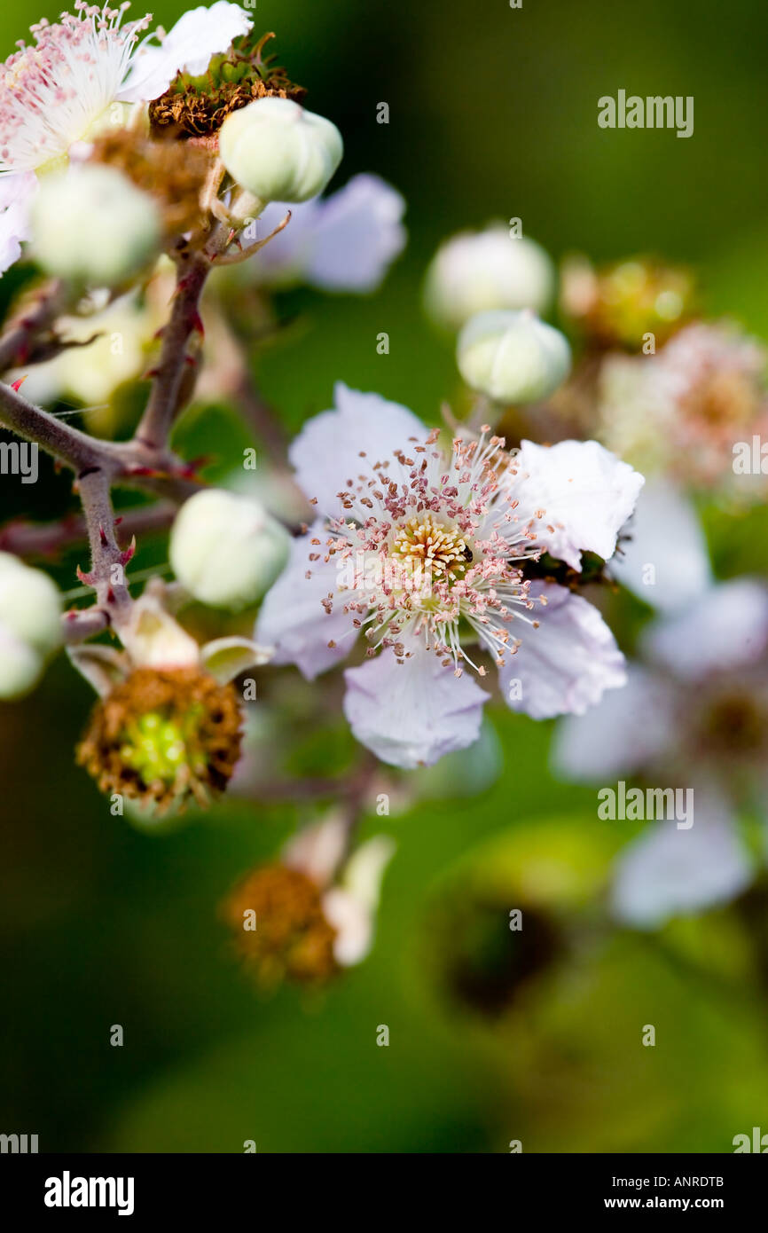 COMMON NAME: Flowering blackberry LATIN NAME: Rubas Stock Photo