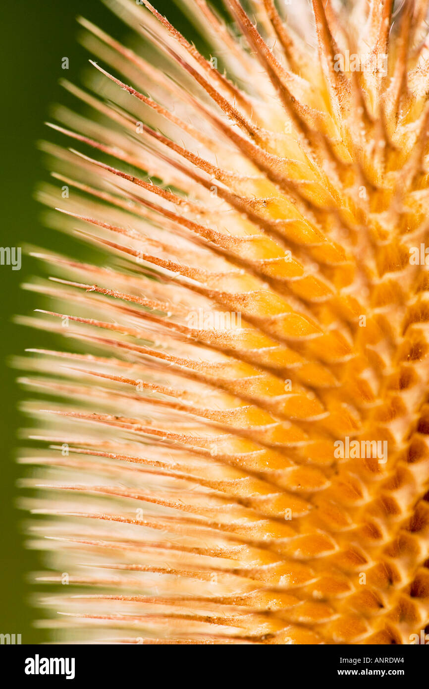 COMMON NAME: Teasel LATIN NAME: Dipsacus fullonum Stock Photo - Alamy