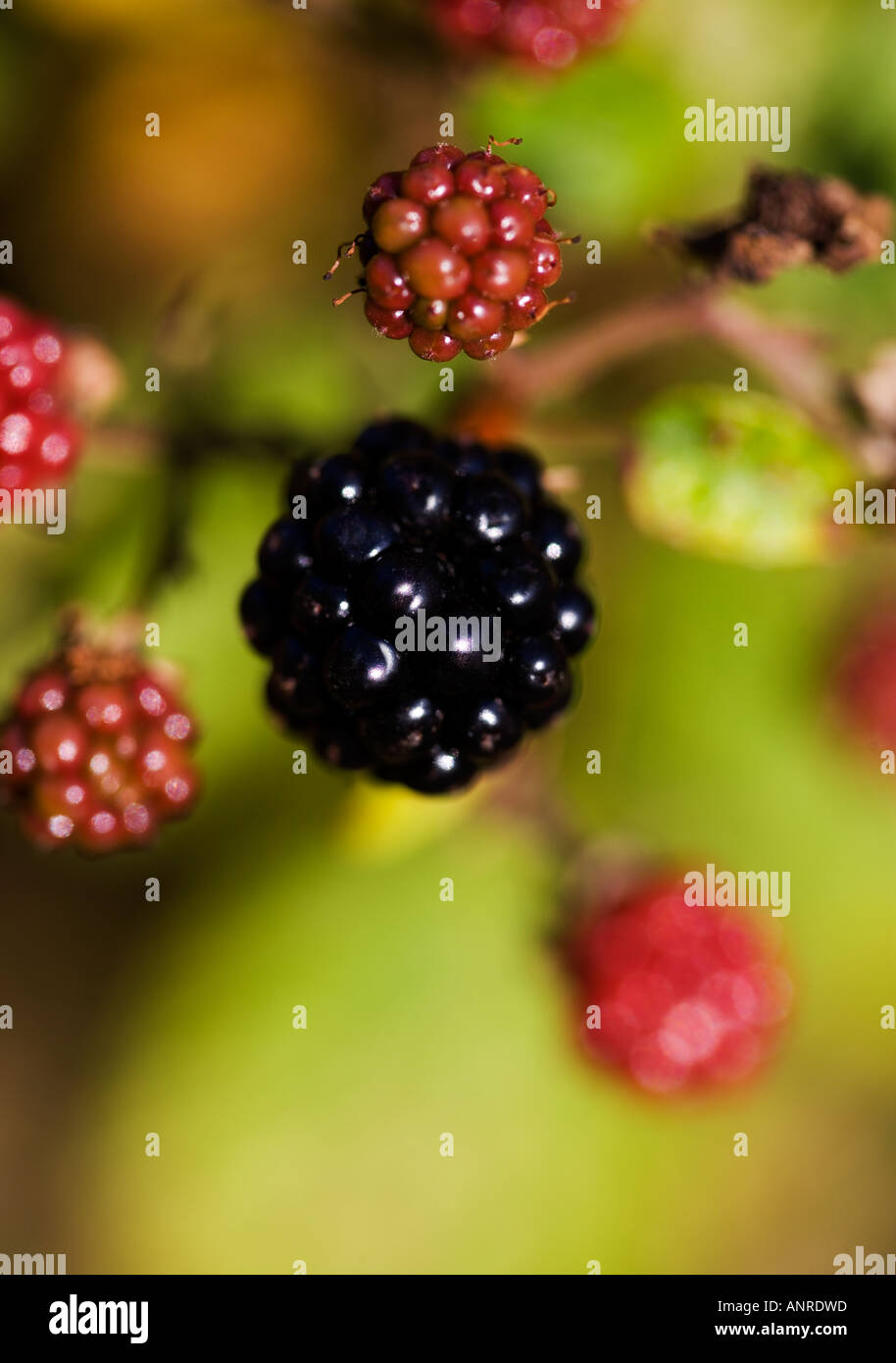 COMMON NAME: Blackberry LATIN NAME: Rubus Stock Photo