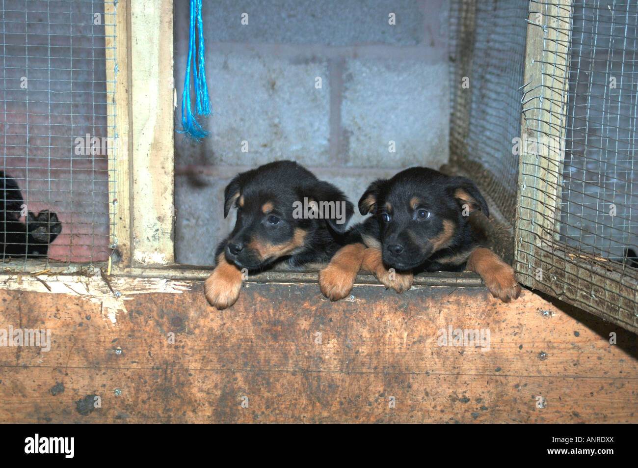 Cross Bred Rothwieller Collie   Puppies, In The Enterance To Their Enclosure. Stock Photo