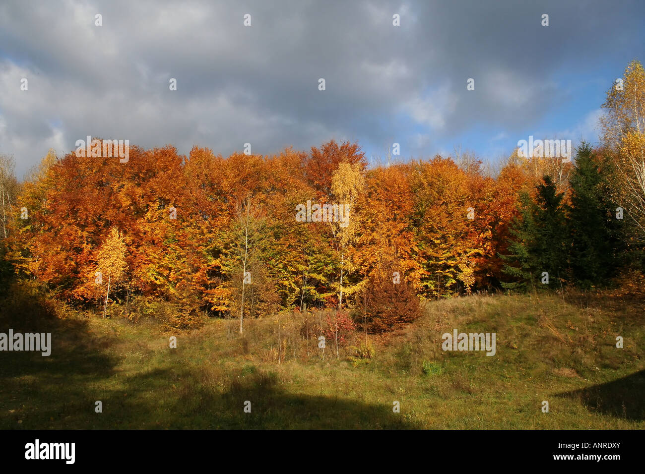 Autumn Landscape beautiful vivid nature Stock Photo - Alamy
