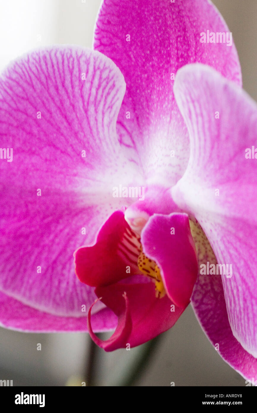 Phalaenopsis orchid flower bloom close up Stock Photo