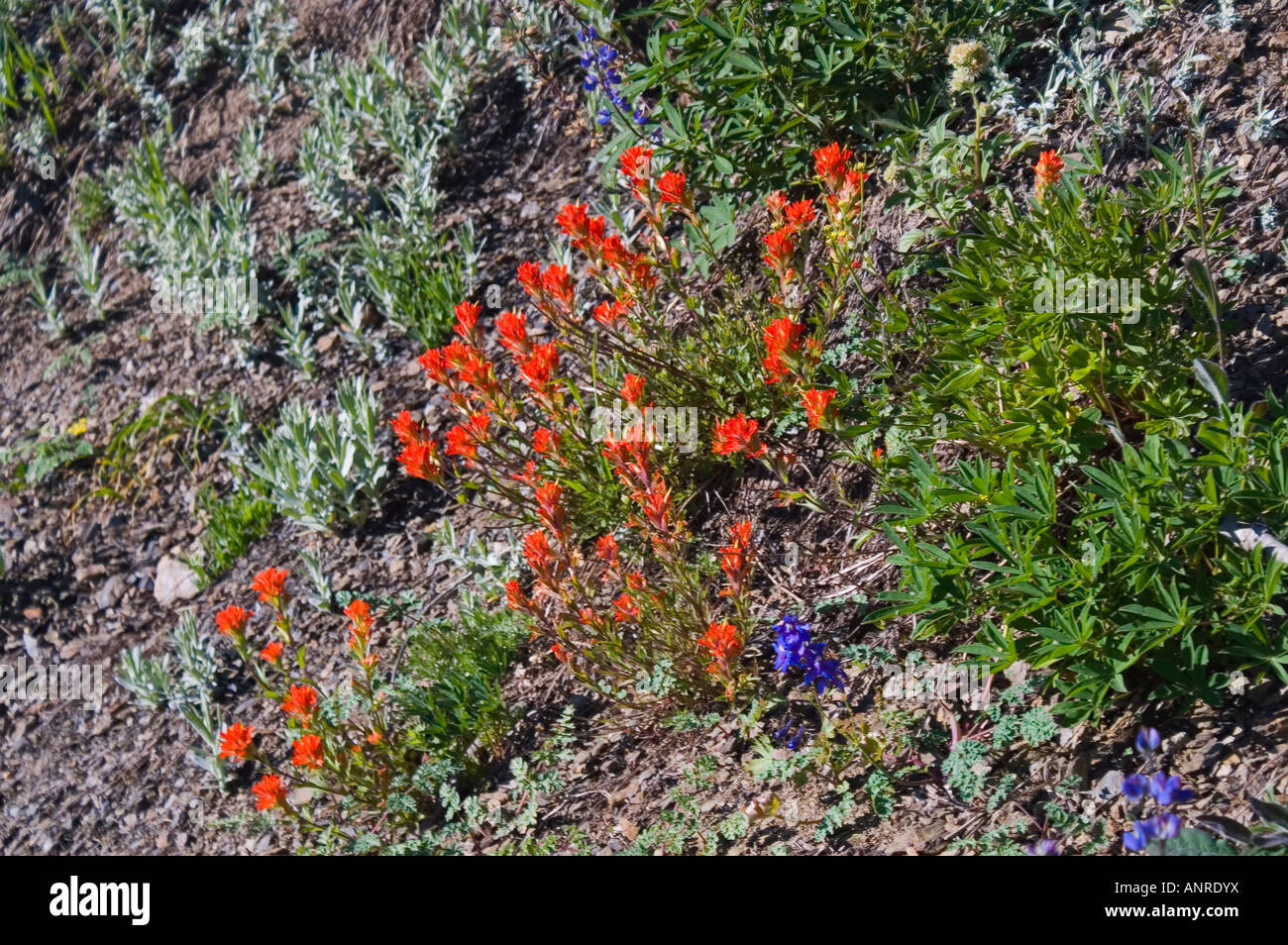 Paintbrush and Bluebells Stock Photo