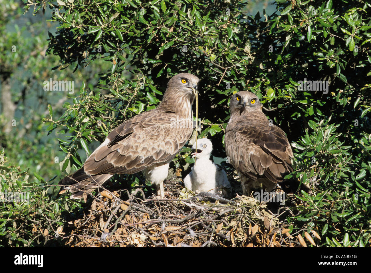 Male and female Short-toed Eagles (Circaetus gallicus), at nest with snake  for young Stock Photo - Alamy