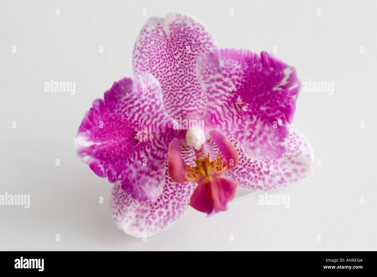Phalaenopsis orchid flower bloom Stock Photo