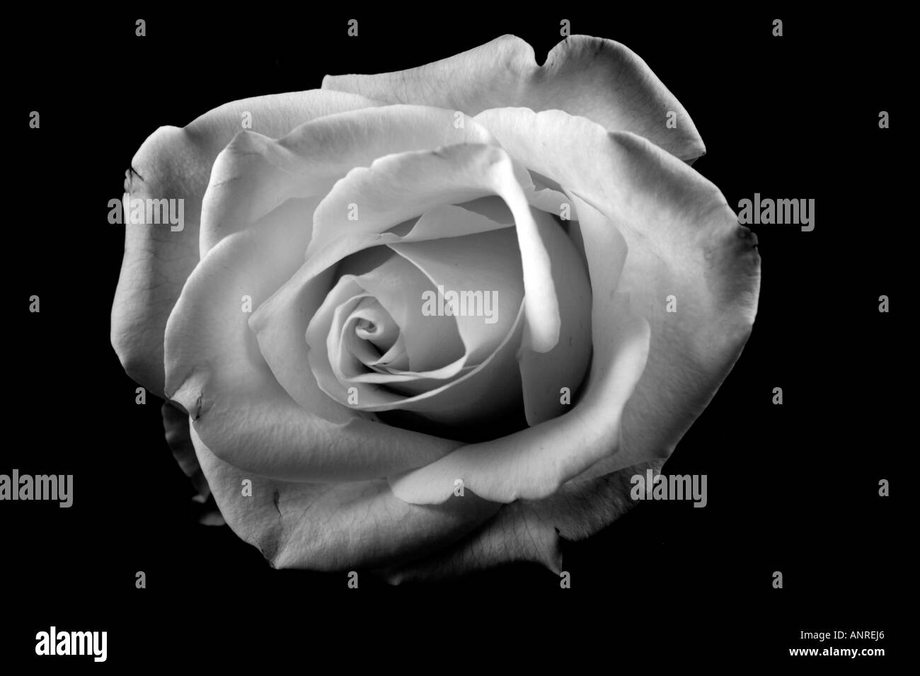 Rose petal detail Black and White Stock Photos & Images - Alamy