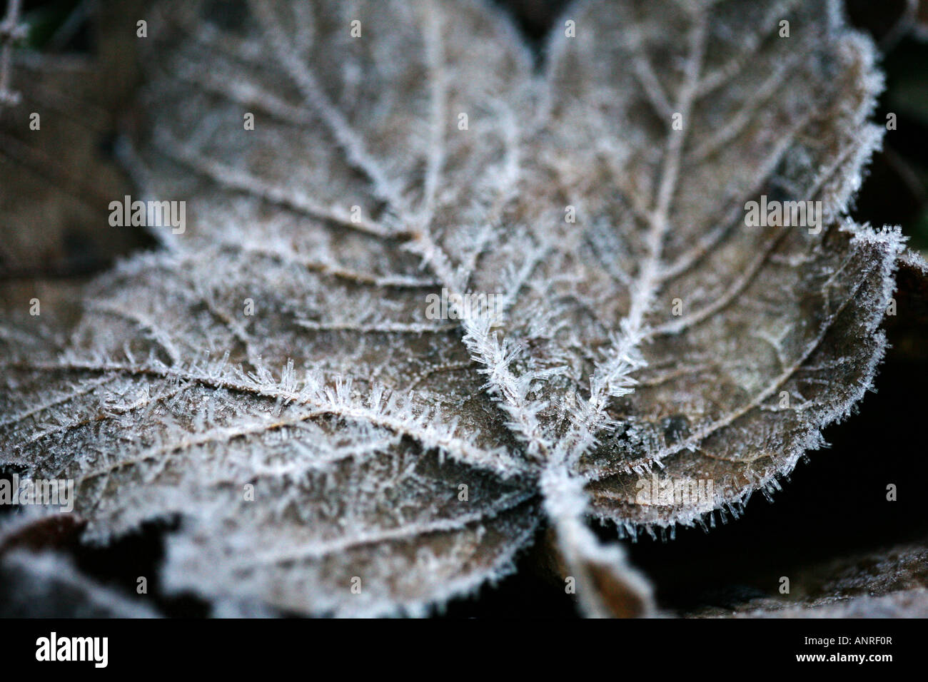 A frosted leaf covered in ice Stock Photo - Alamy
