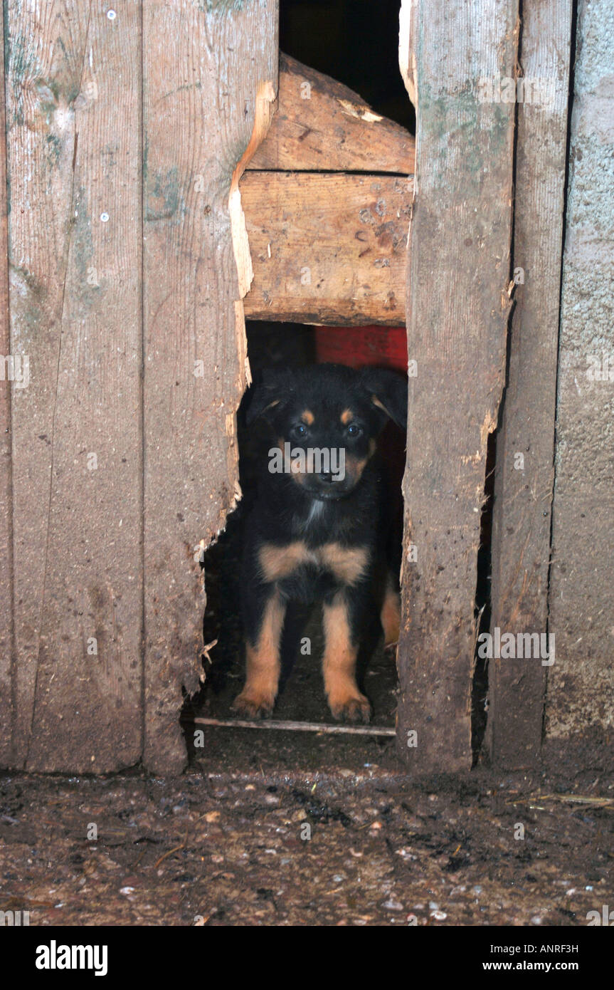 A Rothwieller Cross Collie Puppy,Standing In The Gap Of A Broken Wooden ...