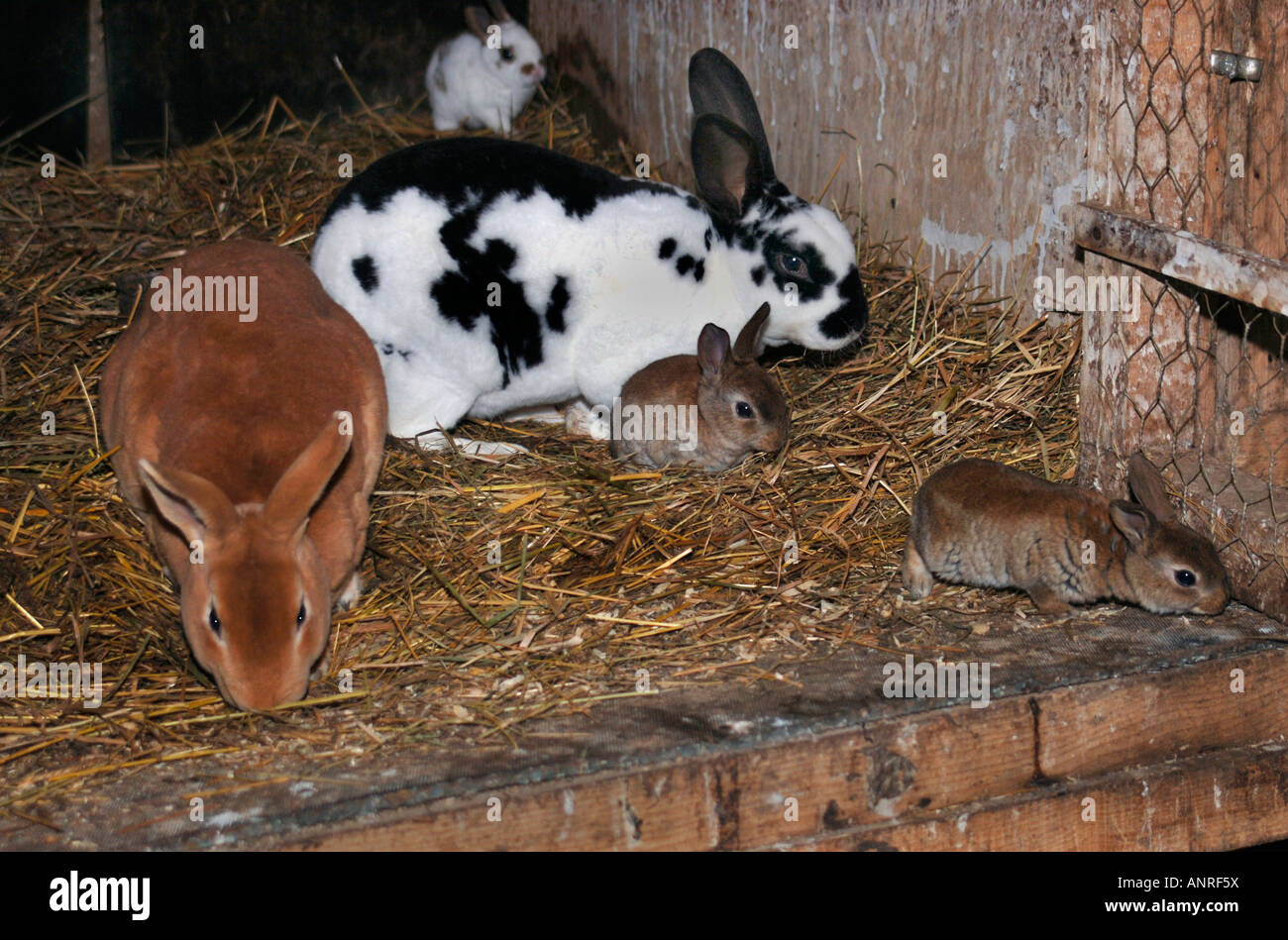 Different breeds of rabbits in a hutch pictured are two adult with