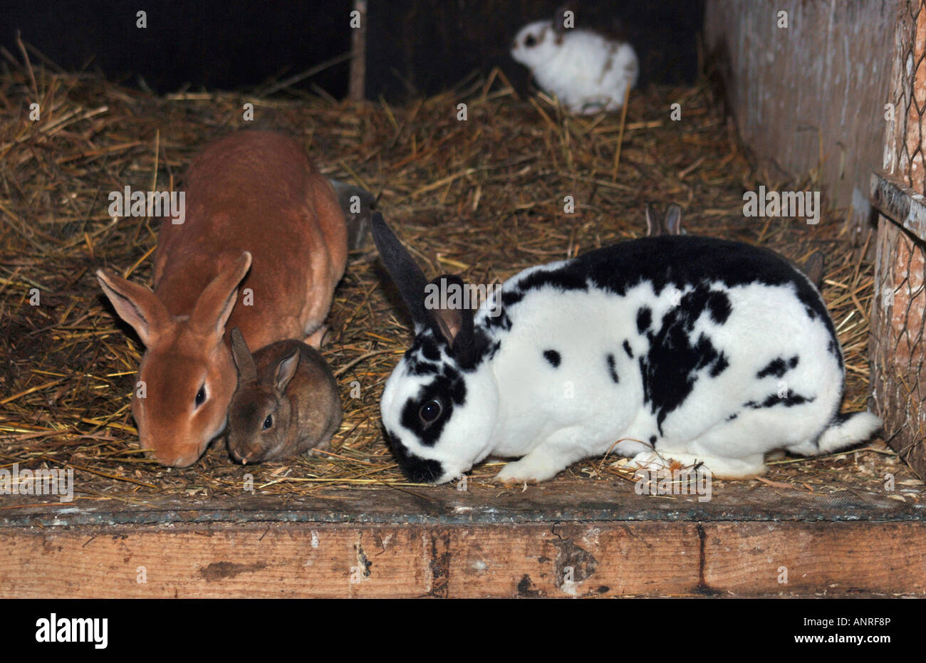 Different breeds of rabbits in a hutch pictured are two adult with