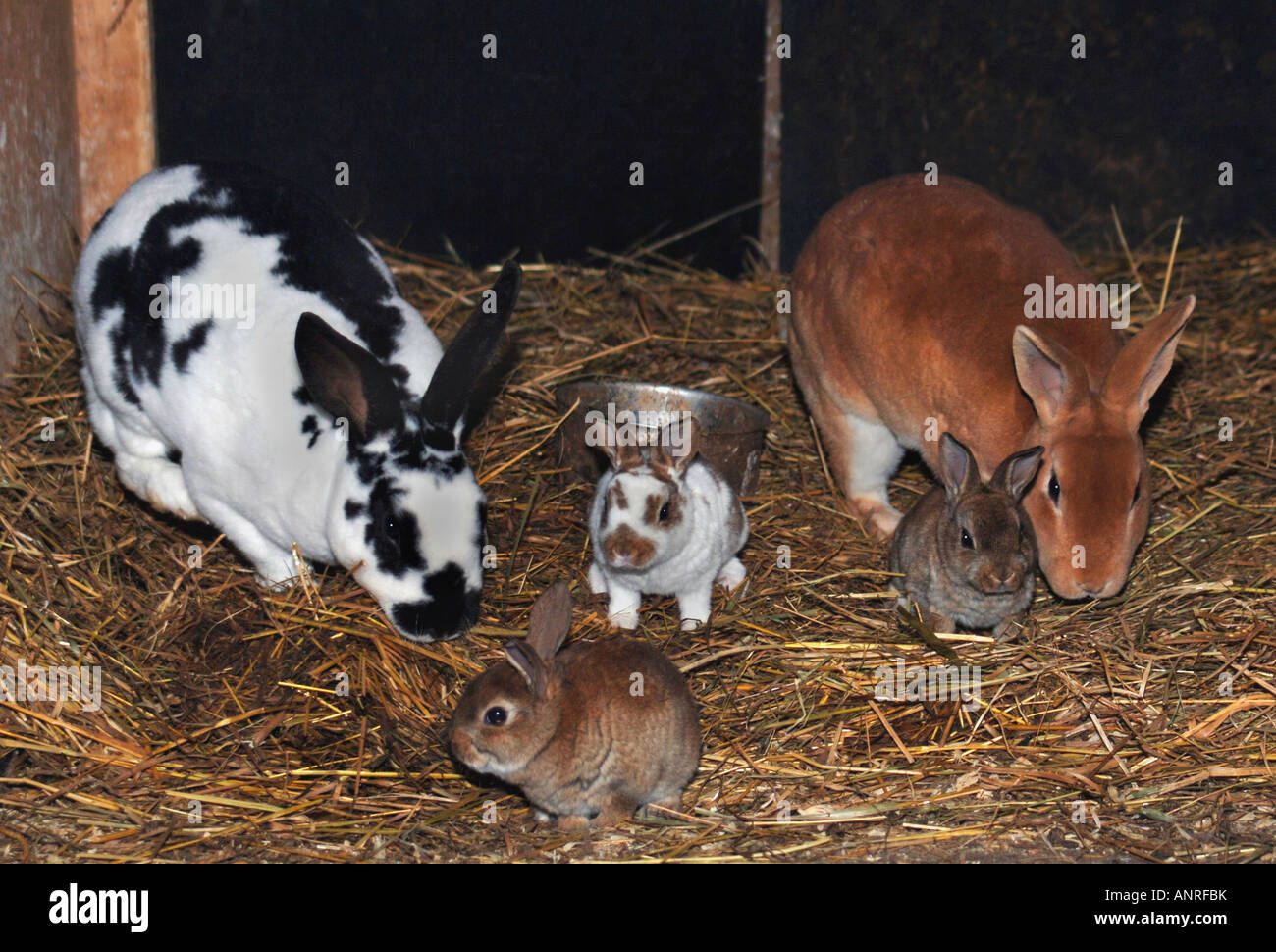Different breeds of rabbits in a hutch pictured are two adult with