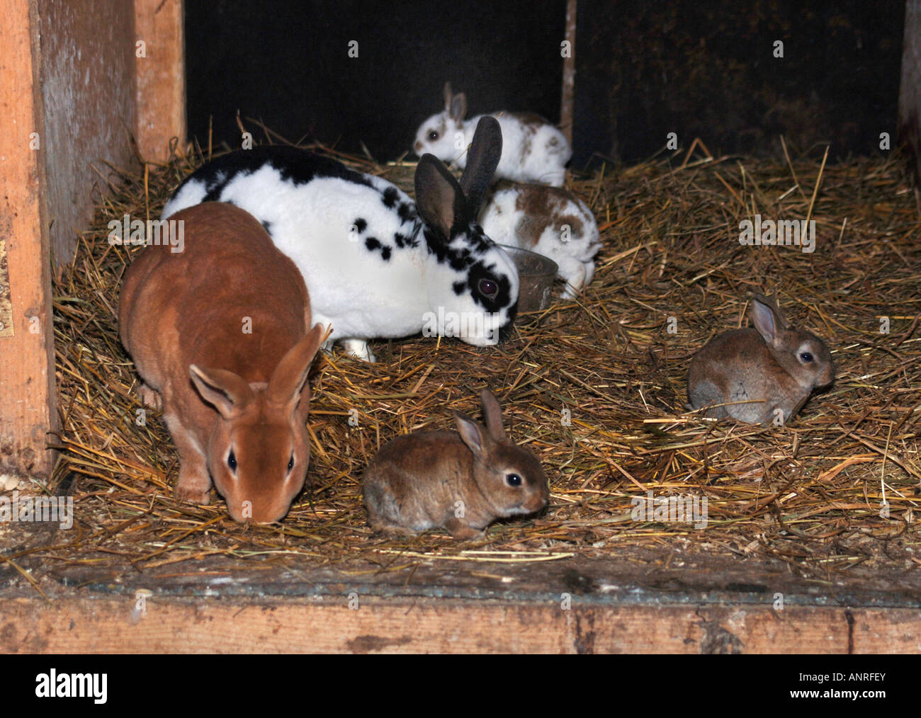 Different breeds of rabbits in a hutch pictured are two adult with