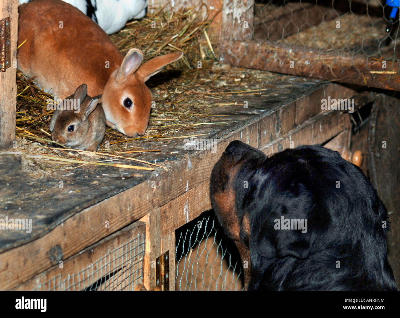 Dogs See Rabbit Rottweiler Dog & Rabbit Curious About Each Other Stock Photo - Alamy