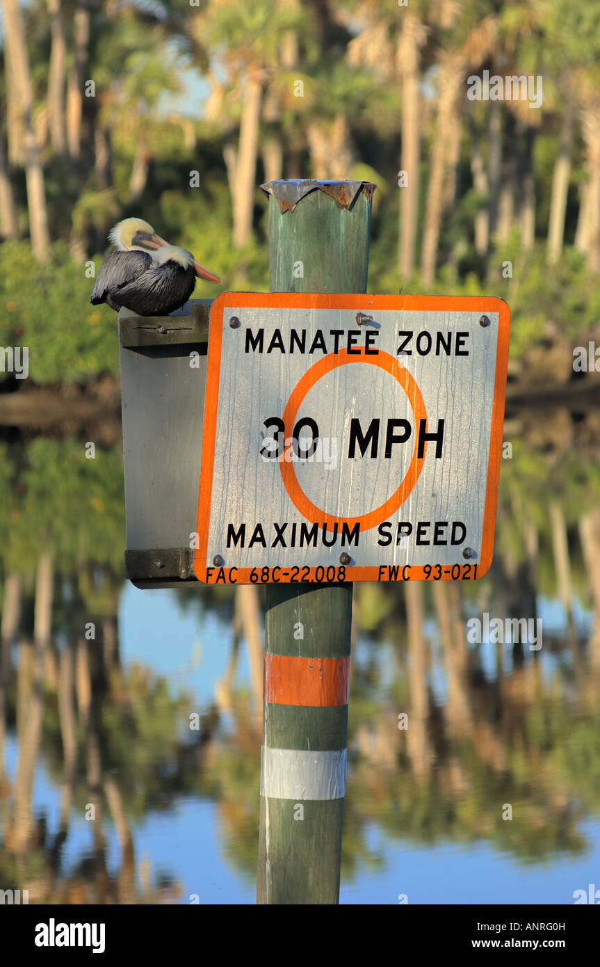 pelican sitting manatee zone 30 MPH sign marker boating IRL Indian River Lagoon North Fork Saint