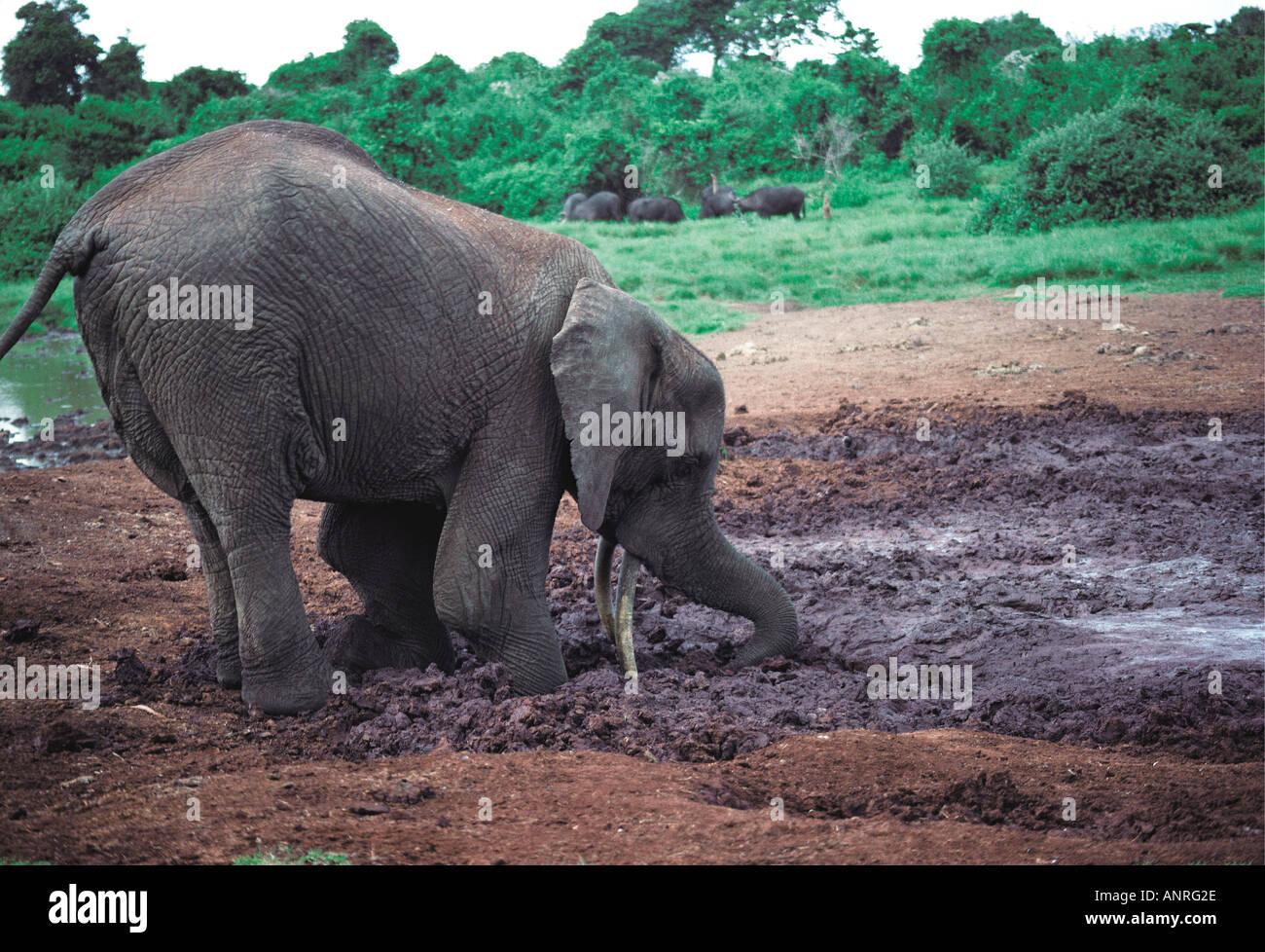 Elephant digging for minerals and salt in the soil Salt lick at The Ark Aberdares National Park Kenya East Africa Stock Photo