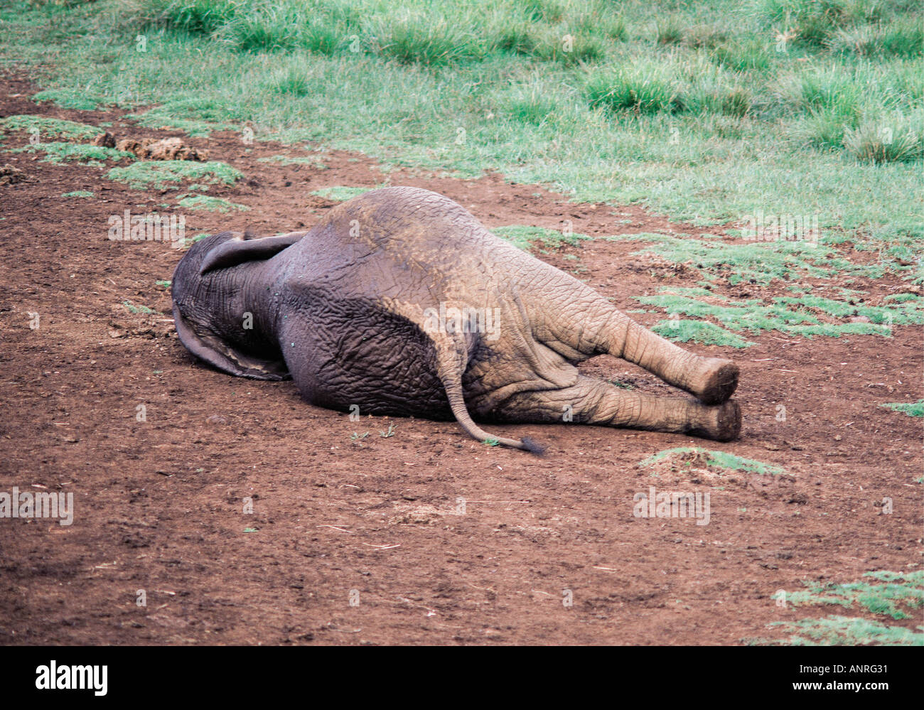 Elephant lying down to rest Aberdares National Park Kenya East Africa Stock Photo