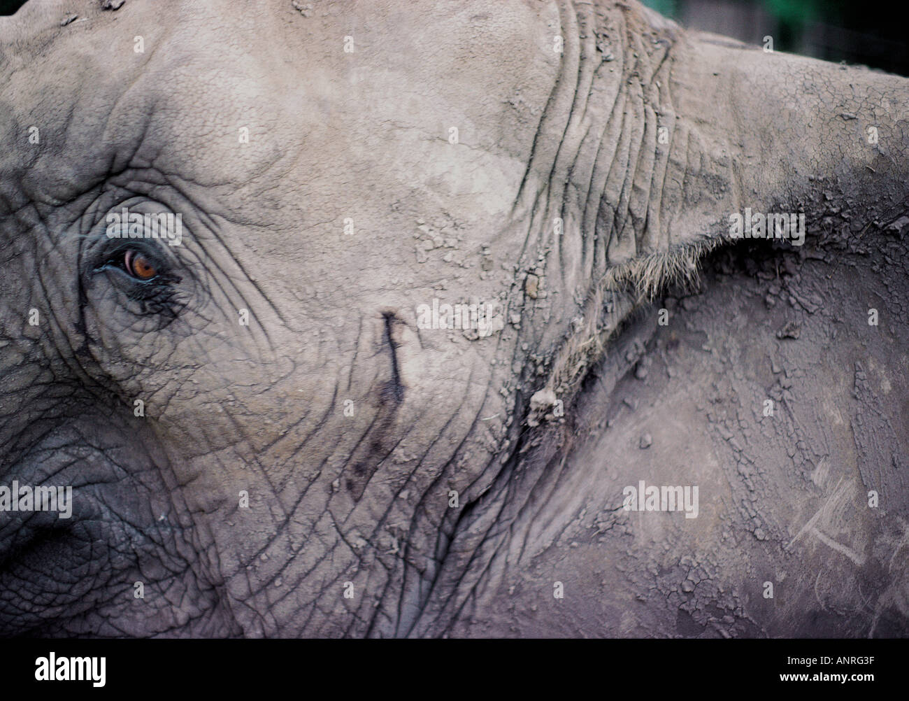 Ear orifice musth gland and eye of elephant Tanzania East Africa Stock Photo