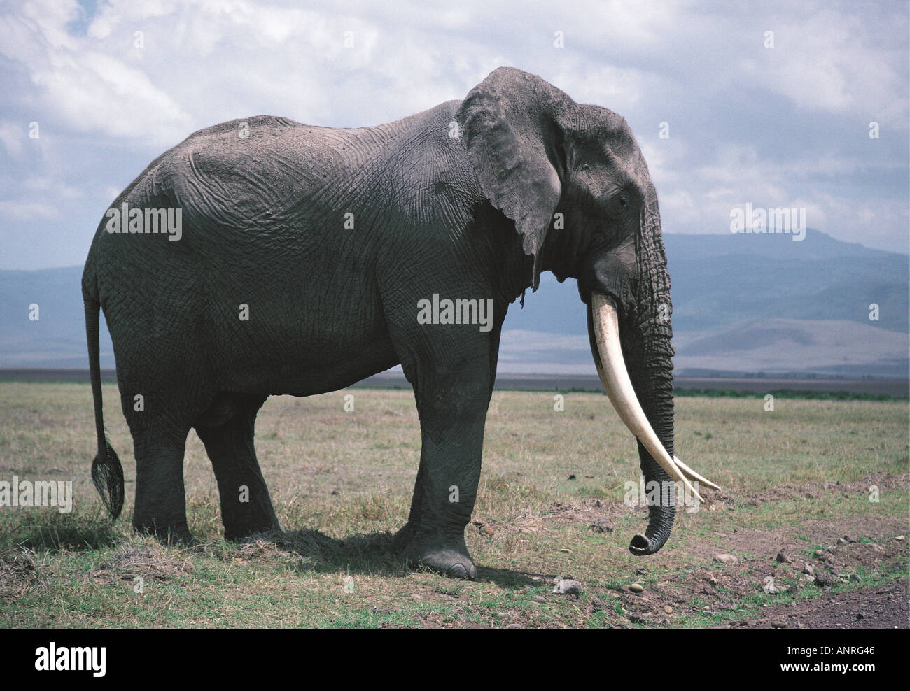 Large mature male elephant with good ivory Ngorongoro Crater Tanzania East Africa Stock Photo