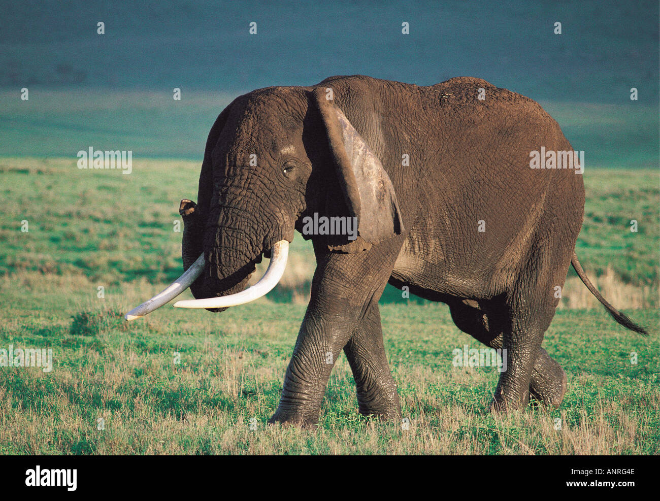 Old male elephant with floppy ears Ngorongoro Crater Tanzania East Africa Stock Photo