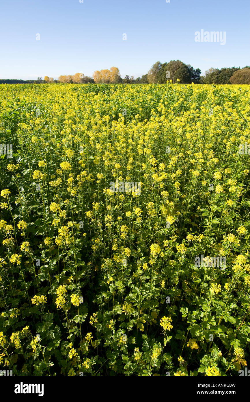 rape field in the late summer Stock Photo - Alamy