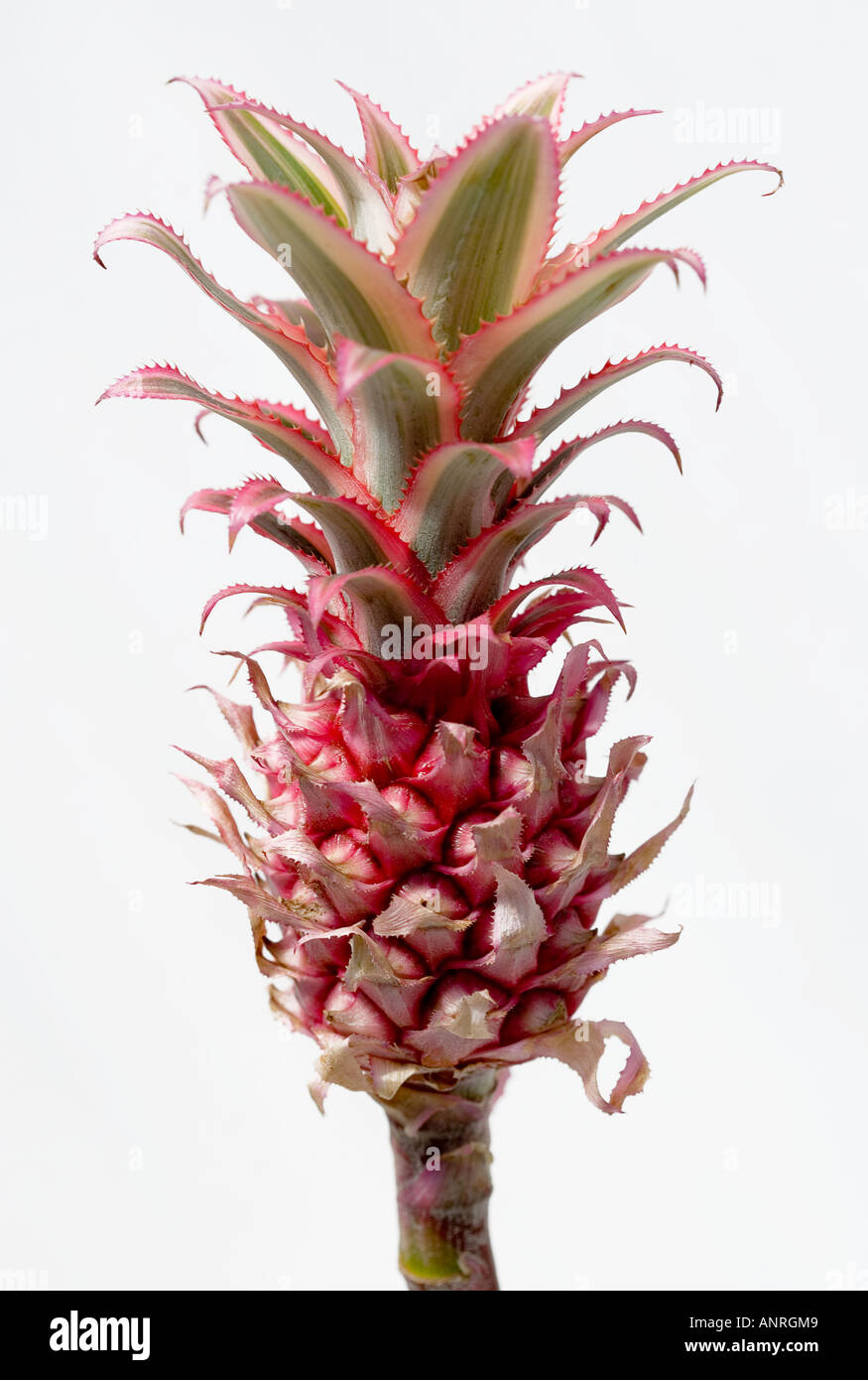 Common name Pineapple Stock Photo Alamy