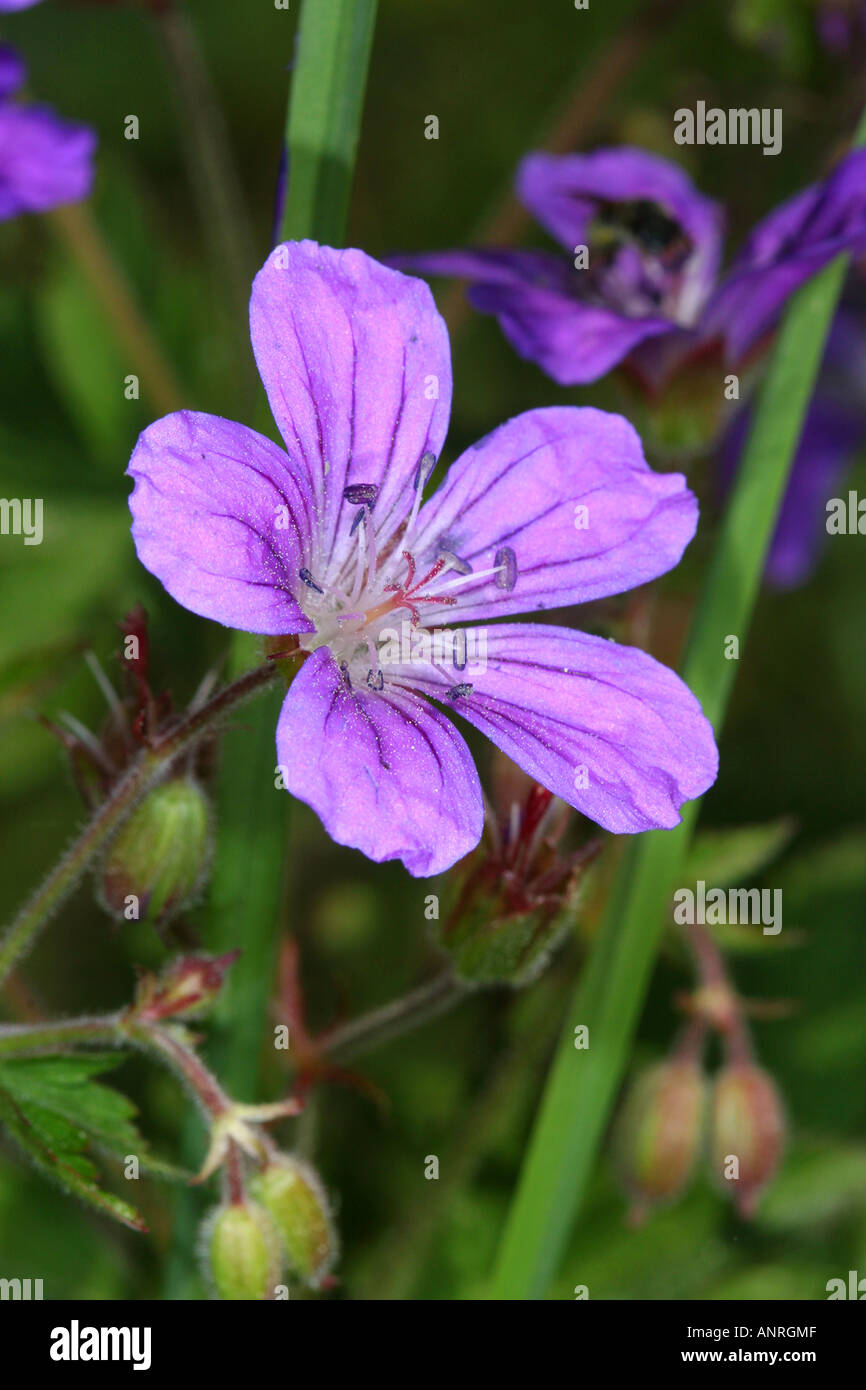 Close up lilac flower hi-res stock photography and images - Alamy