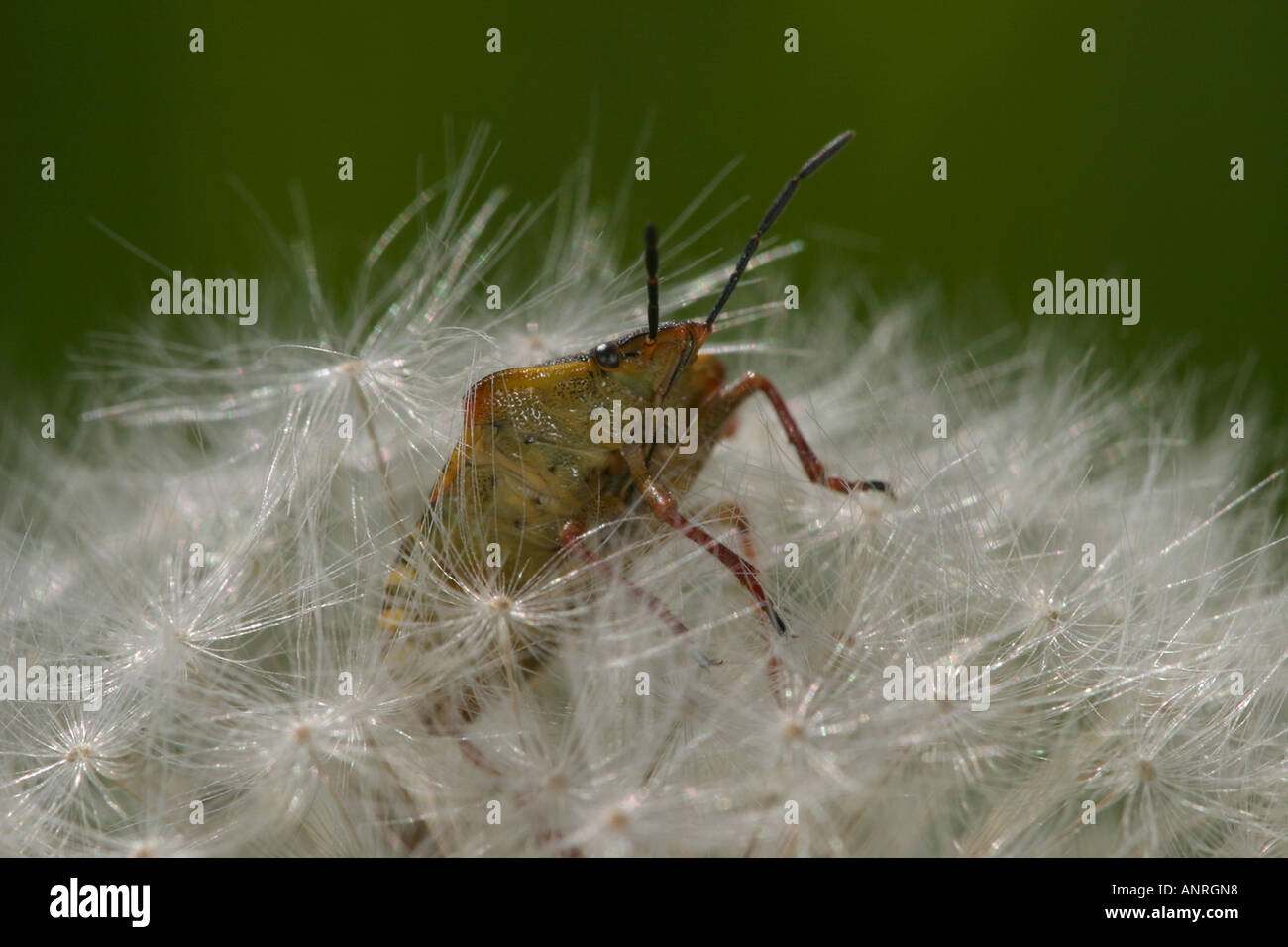 Prwana Insect Insect Palomena prasina Stock Photo - Alamy