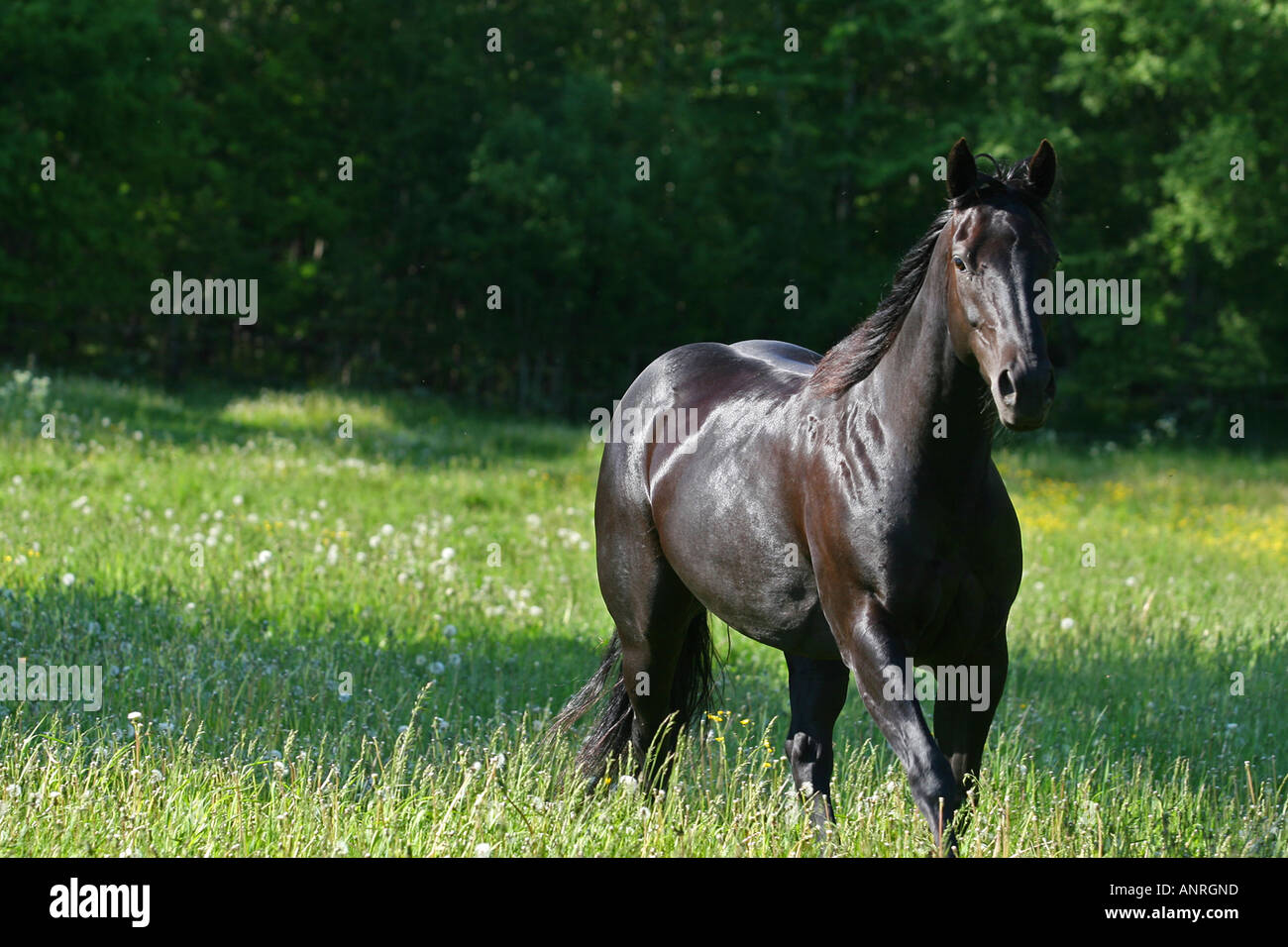Black horses hi-res stock photography and images - Alamy