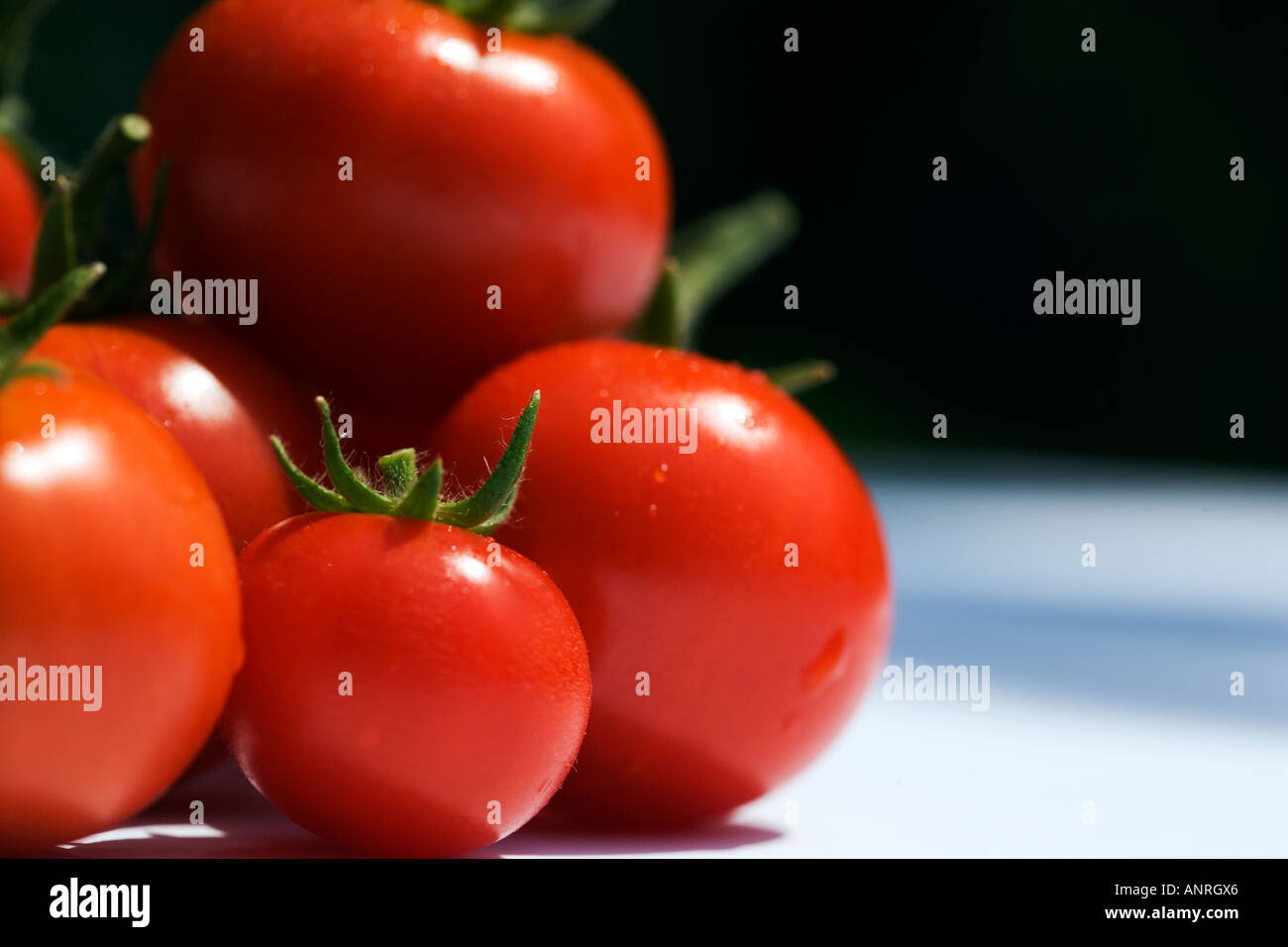 COMMON NAME Tomatoes LATIN NAME Lycopersicon Esculentum Stock Photo