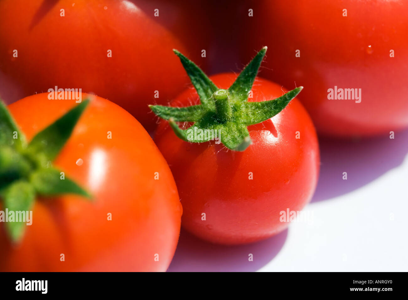 COMMON NAME Tomatoes LATIN NAME Lycopersicon Esculentum Stock Photo