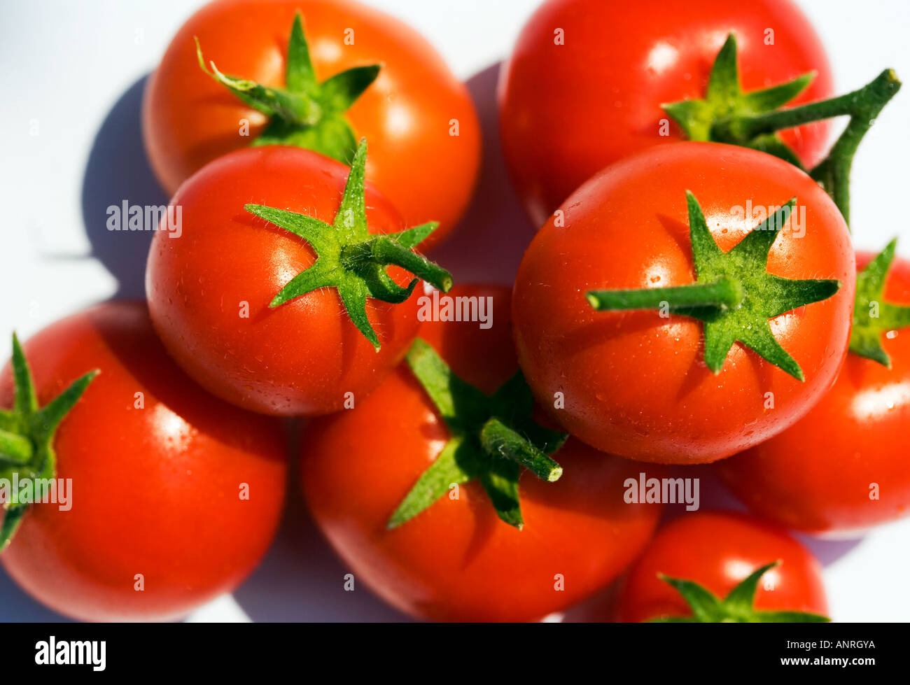 common-name-tomatoes-latin-name-lycopersicon-esculentum-stock-photo