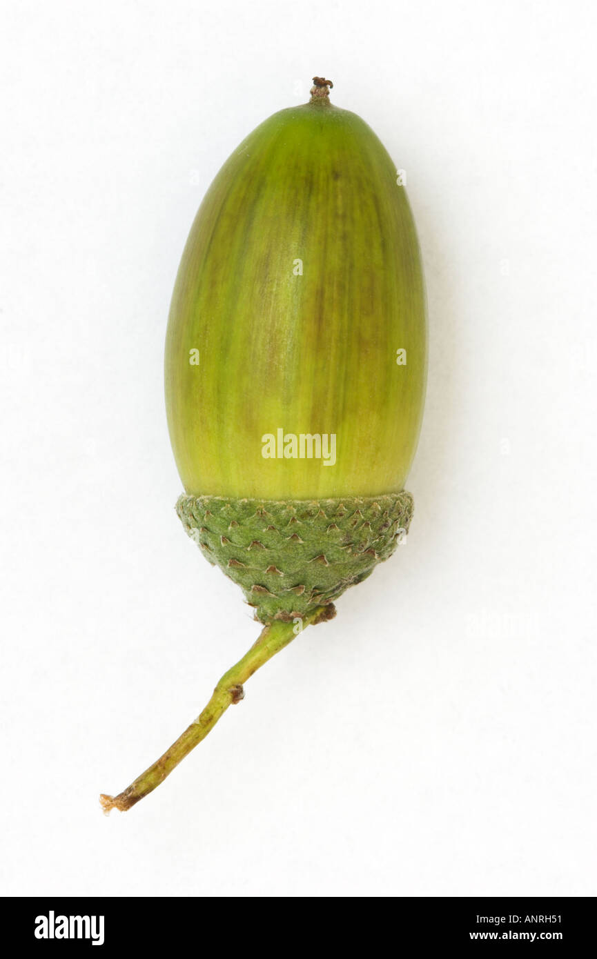 ACORN NUT of English or Pedunculate Oak Quercus robur Cut out Stock