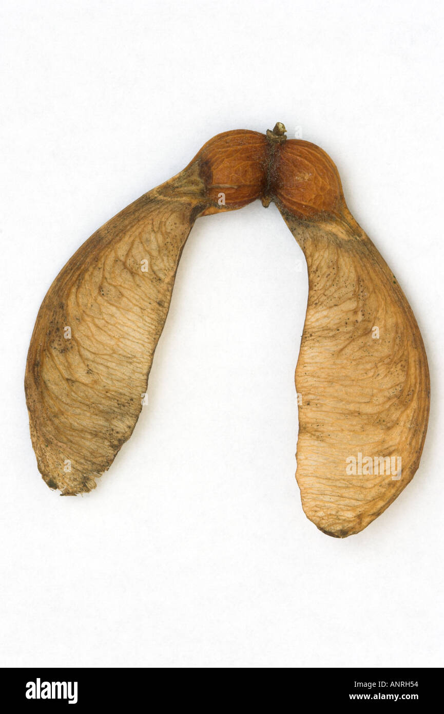 SYCAMORE TREE FRUIT cut out consisting of two winged seeds which are dispersed by wind Acer pseudoplatanus Stock Photo