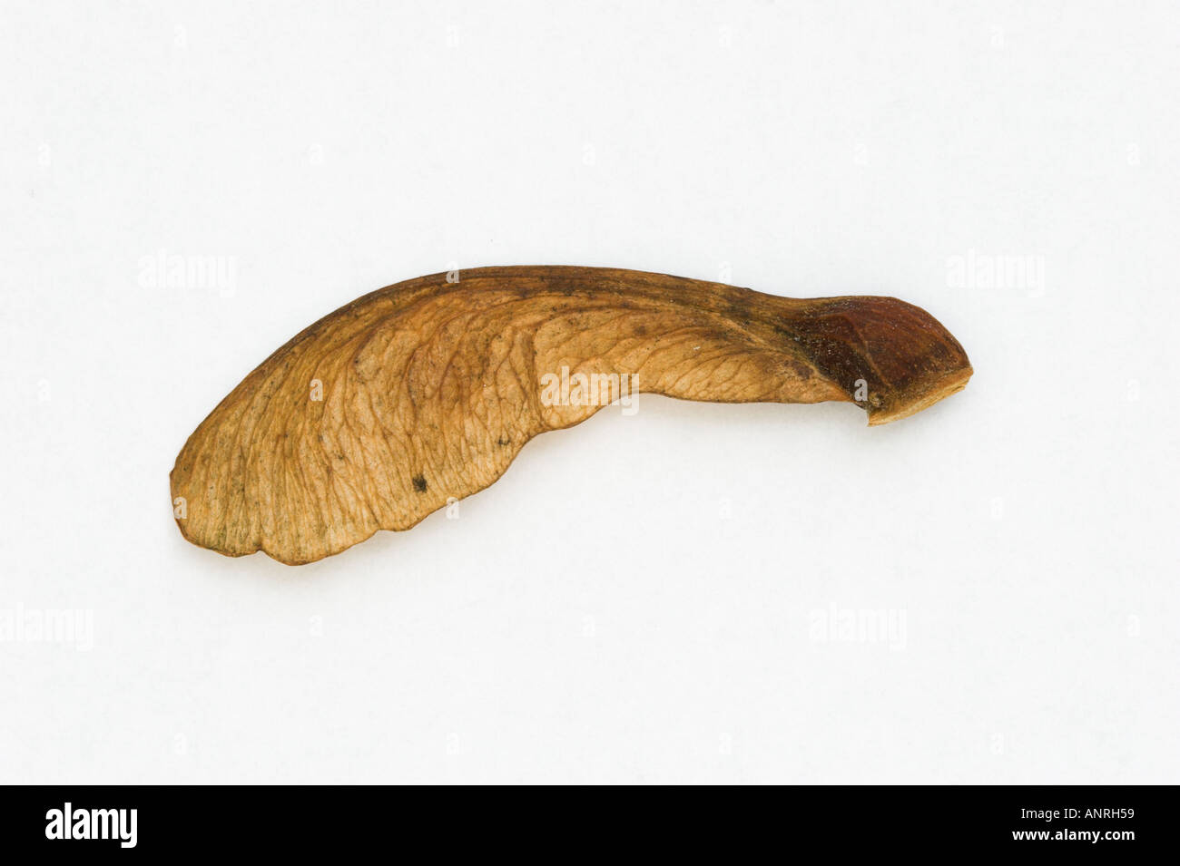 SYCAMORE TREE FRUIT cut out a winged seed which is dispersed by wind Acer pseudoplatanus Stock Photo