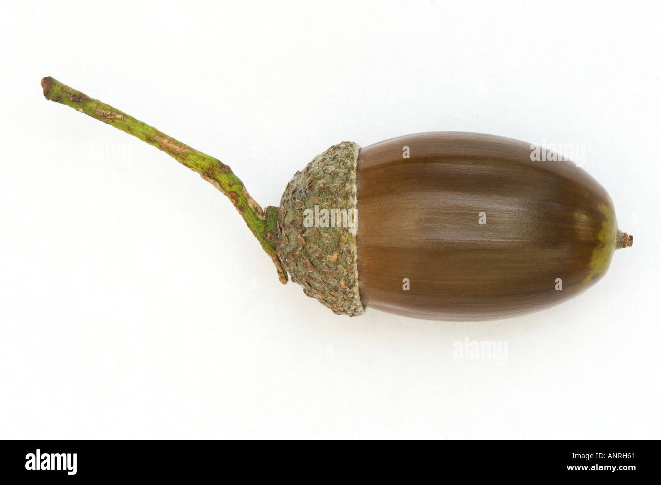 ACORN NUT of English or Pedunculate Oak Quercus robur Cut out Stock Photo