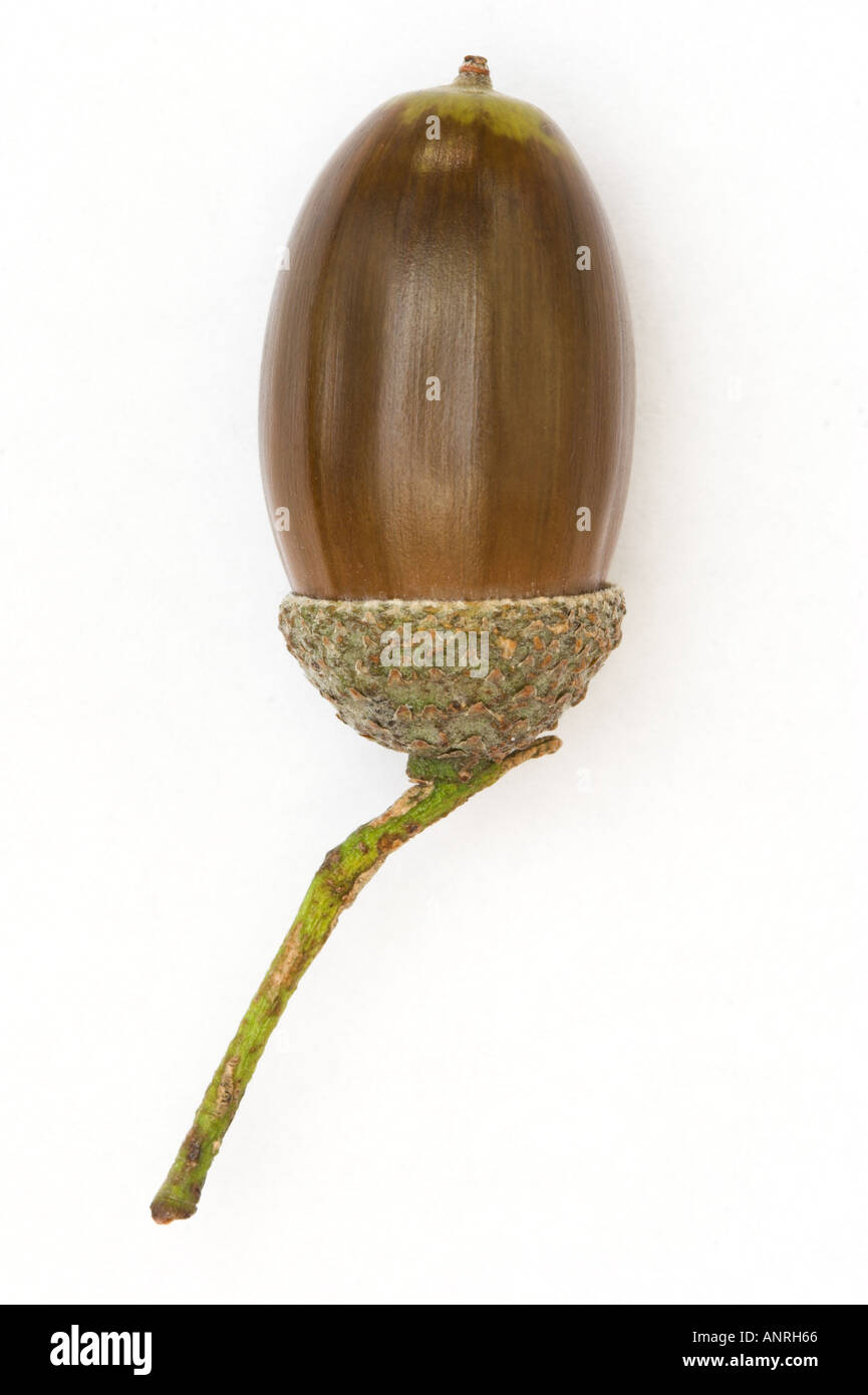 ACORN NUT of English or Pedunculate Oak Quercus robur Cut out Stock