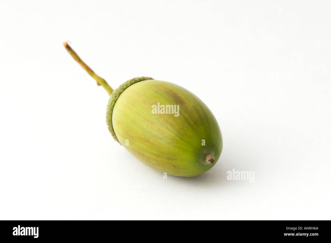 ACORN NUT of English or Pedunculate Oak Quercus robur Cut out Stock Photo